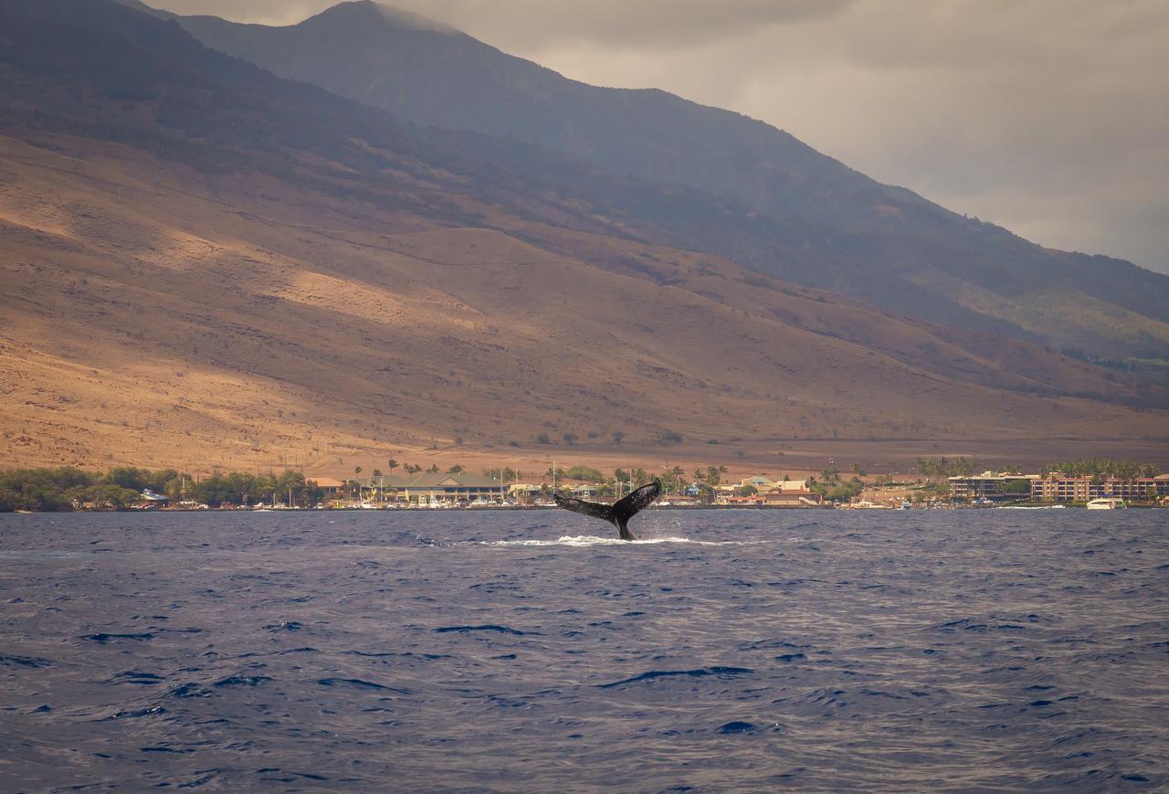 Central Maui Hostel Wailuku ภายนอก รูปภาพ