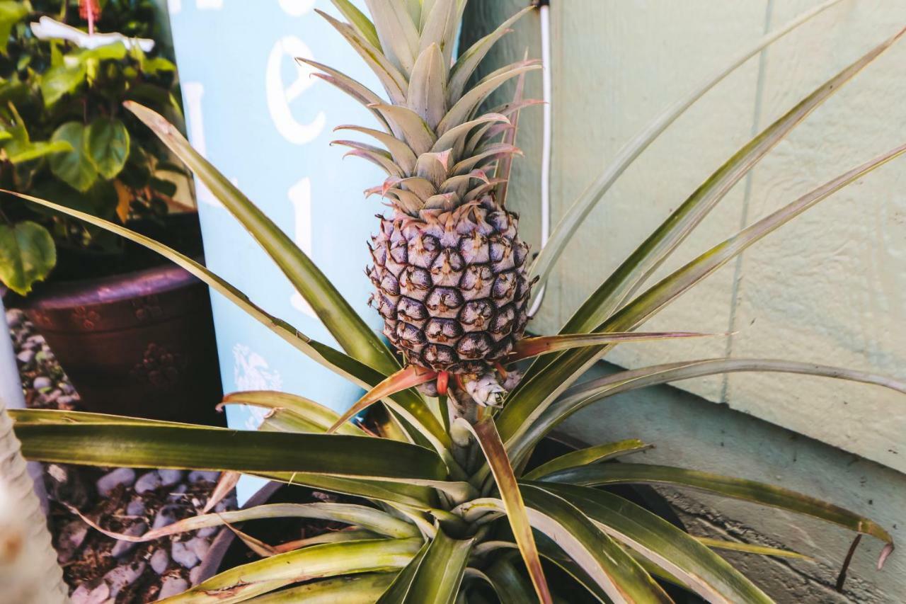 Central Maui Hostel Wailuku ภายนอก รูปภาพ